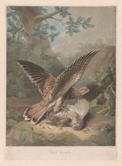 Høg vogter sit bytte The Hawk (titel på objekt) af Richard Earlom