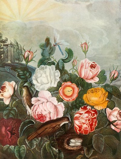 Roses, c1805, 1948. af Richard Earlom