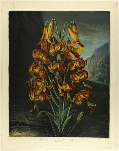 Den fantastiske lilje, fra Flora-templet af Richard Earlom