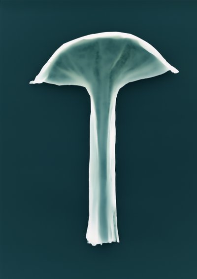 Uden titel, 2003 af Richard Green