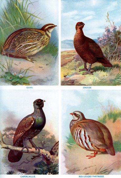Fuglevildt fra Harmsworth Natural History, 1910 1911-1912. af Richard Lydekker