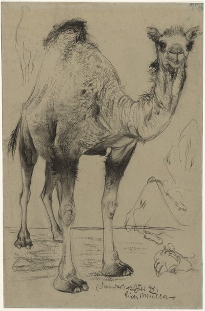 Dromedar, 1894. af Richard Muller