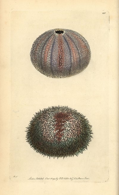 Spiselig søpindsvin, Echinus esculentus, fra George Shaw og Frederick Nodders 