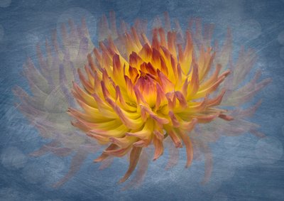 Golden Dahlia Flow af Richard Urbanski