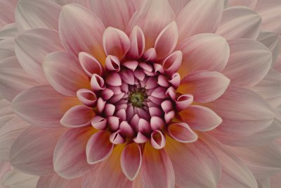 Lysende lyserød dahlia af Richard Urbanski