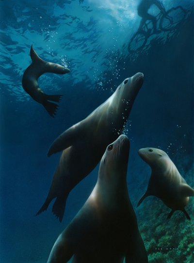 Sea Lions, 2004 (akryl på plade) af Rob Wood