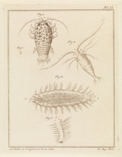 Agat skovlus, copepod og børsteorm af Robbert Muys