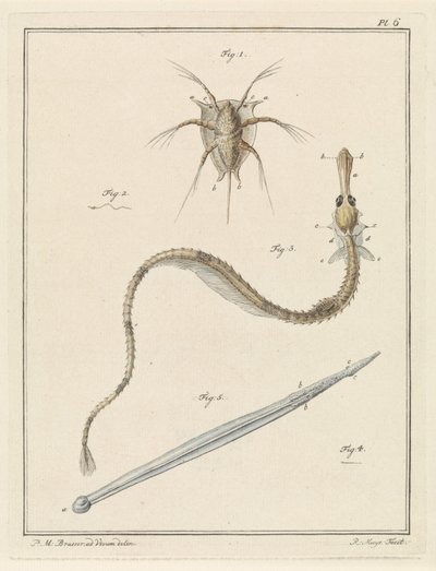 Almindelig brakke, stor pibefisk og en pileormeart af Robbert Muys