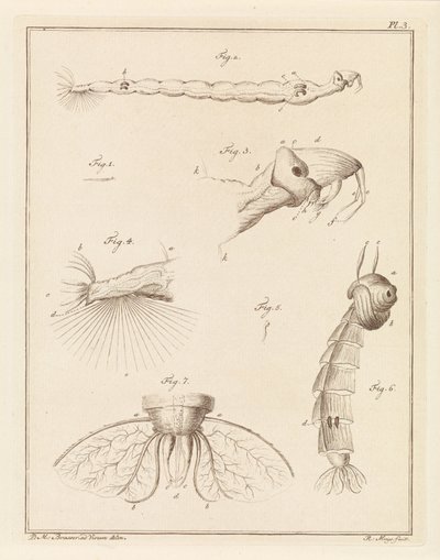 Plume bug larver af Robbert Muys
