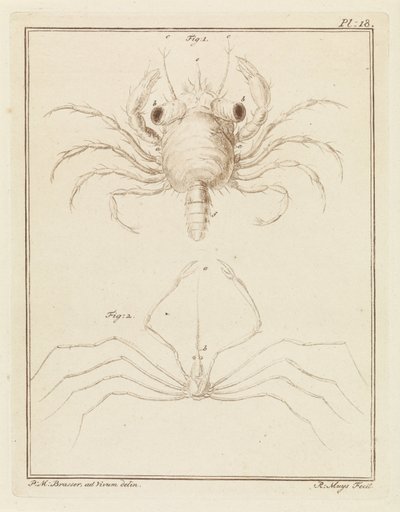 Strandkrabbe og en art pilekrabbe af Robbert Muys