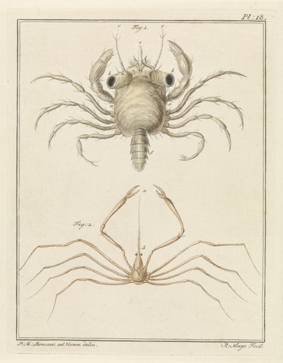 Strandkrabbe og en art pilekrabbe af Robbert Muys