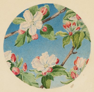 Æbleblomster, ca. 1869 (akvarel) af Robert B. Brandegee
