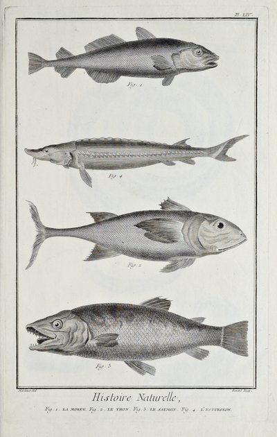 Torsk, tun, laks og stør, illustration fra 