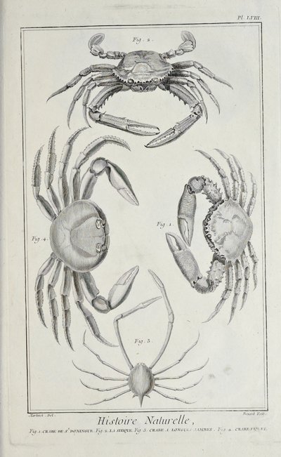 Krabber, illustration fra 