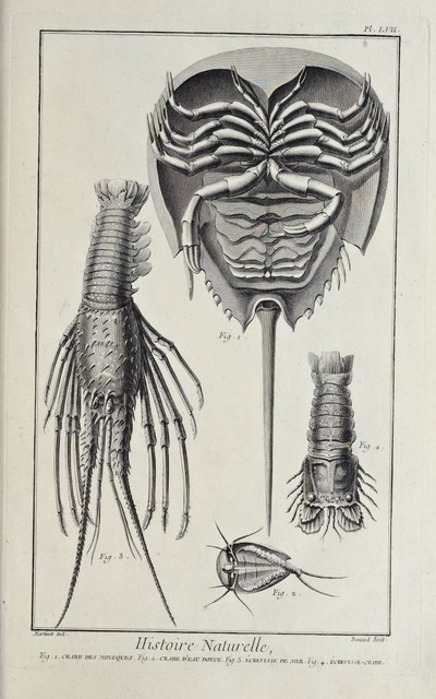 Krebsdyr, illustration fra 