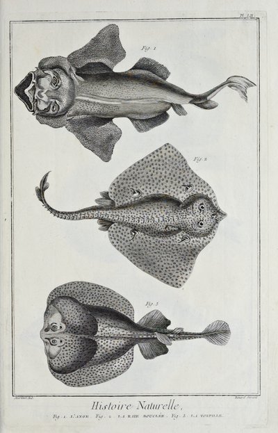 Illustration fra 