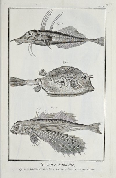 Illustration fra 
