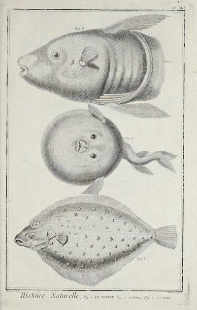 Illustration fra 