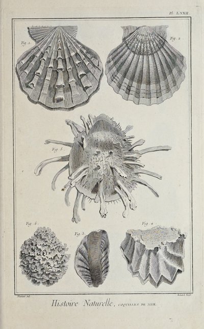 Illustration fra 