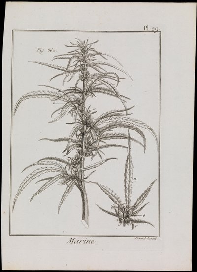 Havdiagram af blomster, ca. 1810 (stik og radering) af Robert Benard