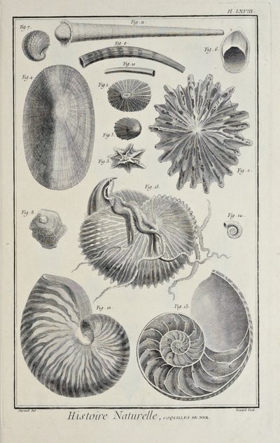 Muslingeskaller, illustration fra 