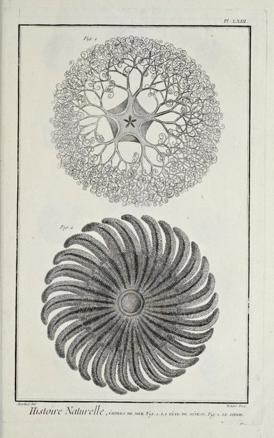 Søstjerner, illustration fra 