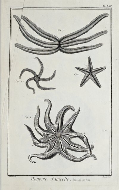 Søstjerner, illustration fra 