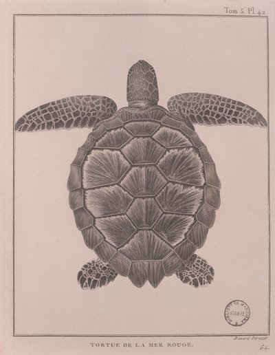 Skildpadde fra Det Røde Hav, illustration fra 
