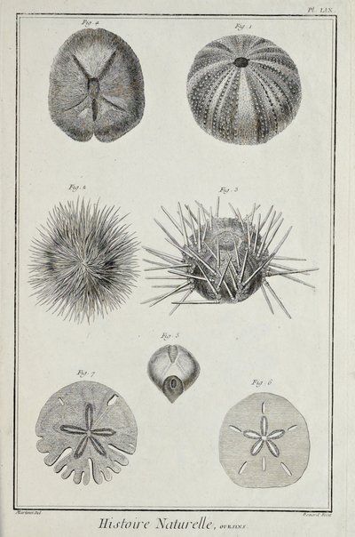 Urchins, illustration fra 