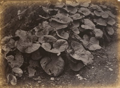 Planteundersøgelse, 1860