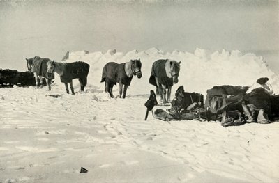 Ponyer bag deres ly i lejren på barrieren, 1911, 1913 af Robert Falcon Scott