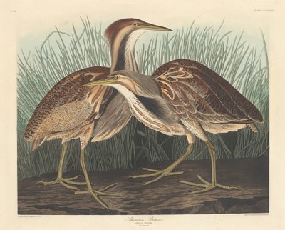 American Bittern, 1836. af Robert Havell