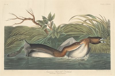 American Pied-Bill Dobchick, 1835. af Robert Havell