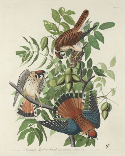 Amerikansk Sparrow Hawk, 1832. af Robert Havell
