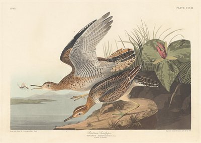 Bartram Sandpiper, 1836. af Robert Havell