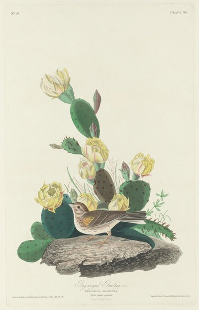 Bay-winged Bunting, 1830. af Robert Havell