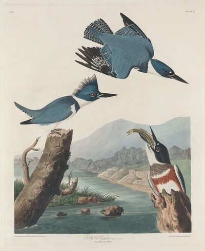 Belted Kingsfisher, 1830. af Robert Havell