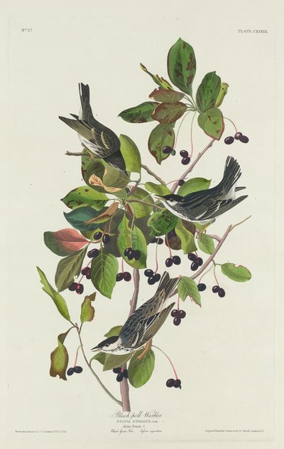 Sortsanger, 1832. af Robert Havell
