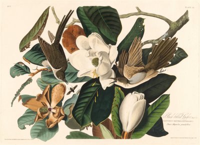 Sortnæbbet gøg, 1828. af Robert Havell