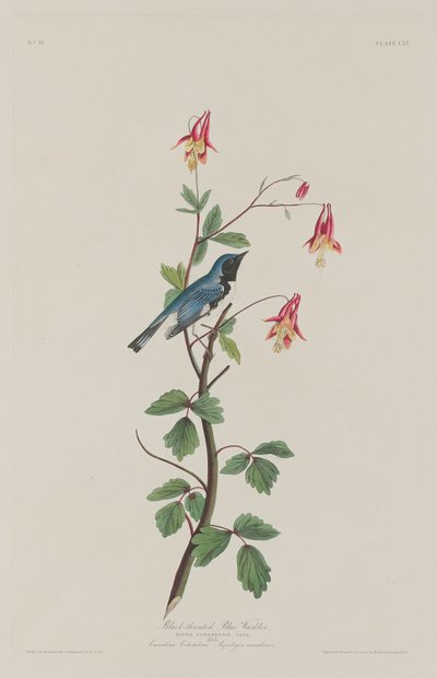 Sortstrubet blåsanger, 1832. af Robert Havell
