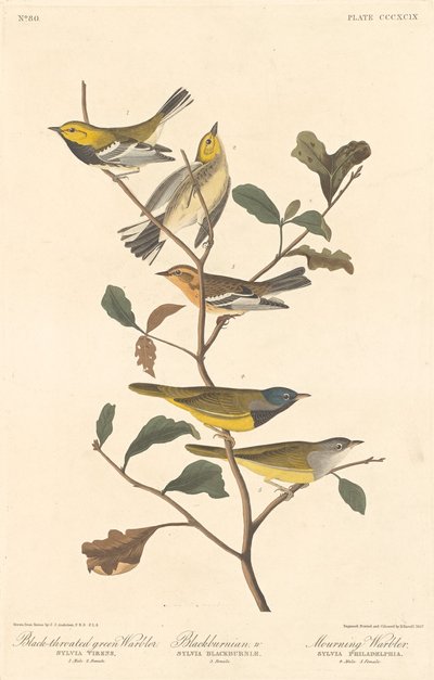 Sortstrubet grønsanger, sortsanger og sørgesanger, 1837. af Robert Havell