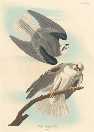 Sortvinget høg, 1837. af Robert Havell