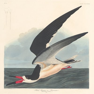 Sort skimmer, 1836. af Robert Havell