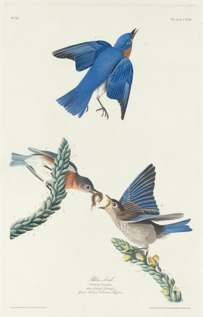 Blå fugl, 1831. af Robert Havell