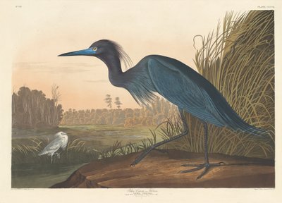 Blå trane eller hejre, 1836. af Robert Havell
