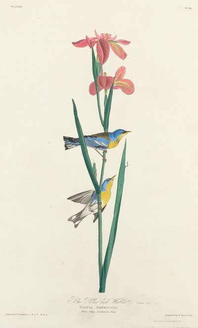 Blågulrygget Sanger, 1827. af Robert Havell