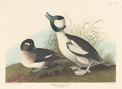 Buffelhovedet and, 1836. af Robert Havell