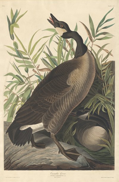 Canada Goose, 1834. af Robert Havell