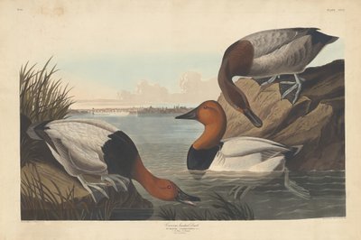 Duck med lærred, 1836. af Robert Havell