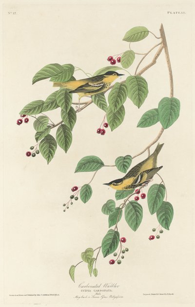 Kulsyresanger, 1829. af Robert Havell